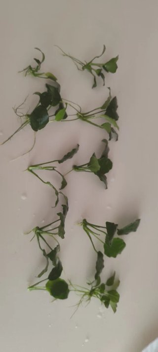 Rizomas Anubias Variadas