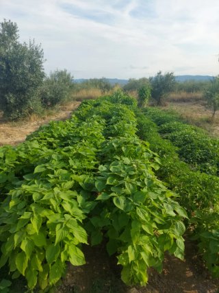 Terreno rústico en Villar del Arzobispo