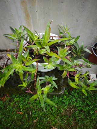 Planta con flor rosa
