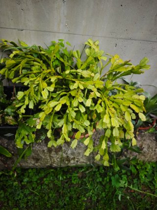 Planta con flor rosa