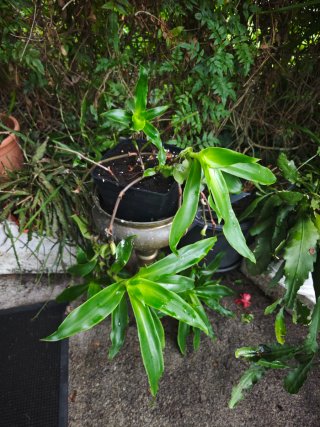 Planta con flor rosa