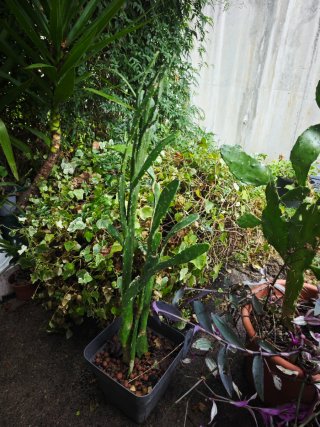 Planta con flor rosa