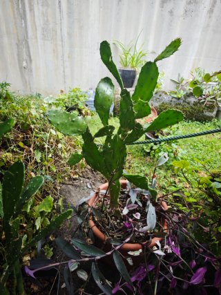 Planta con flor rosa