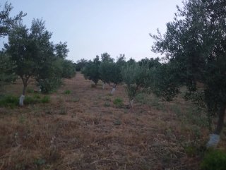 Parcela rustica