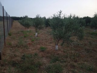 Parcela rustica