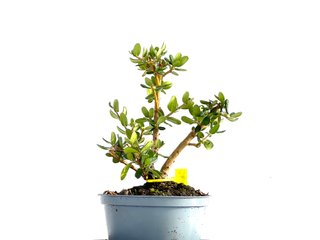 Olea Europaea Sylvestris 0190 Bonsái