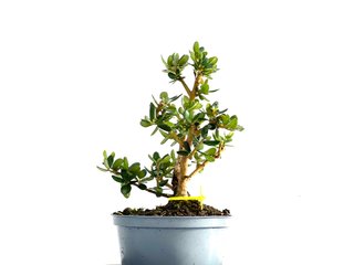 Olea Europaea Sylvestris 0190 Bonsái