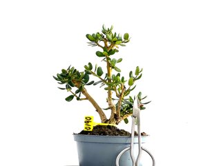 Olea Europaea Sylvestris 0190 Bonsái