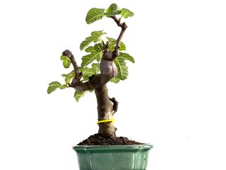 Bonsái Ficus Carica 0199