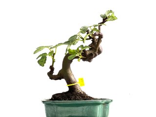 Bonsái Ficus Carica 0199