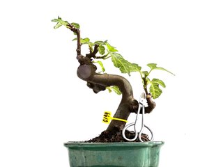 Bonsái Ficus Carica 0199