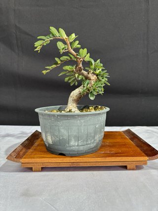 Bonsái Olmo Parvifolia