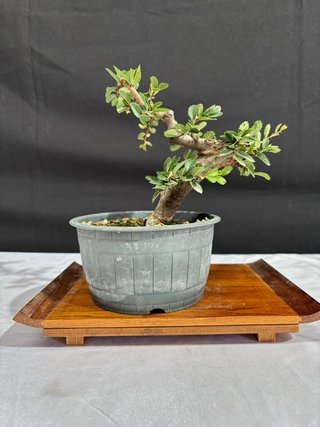 Bonsái Olmo Parvifolia