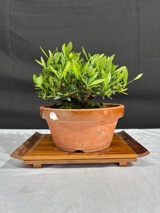 Bonsái Gardenia jasminoides
