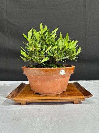 Bonsái Gardenia jasminoides