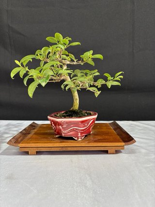 Bonsái Ligustrum