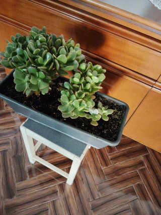 Jardinera con plantas naturales