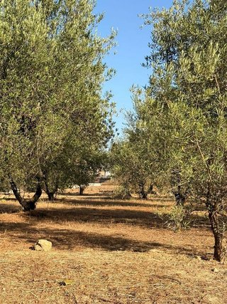 Terreno en venta en Cocentaina
