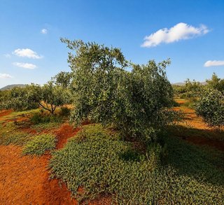 Terreno en venta en Antigua pueblo en Antigua
