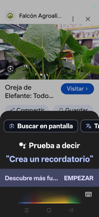 Alocasia Oreja de Elefante