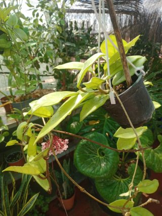 Planta Hoya con flores rosadas
