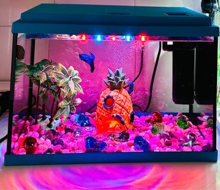 Acuario Pecera Azul