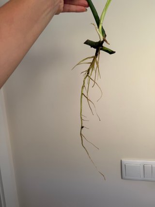 Monstera Albo Variegata- Cutting