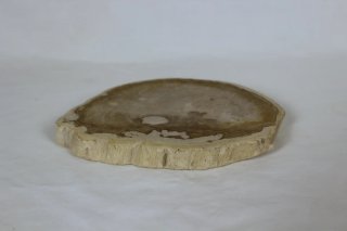 Madera Petrificada Fósil Xilopalo
