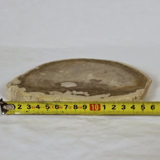 Madera Petrificada Fósil Xilopalo