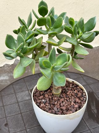 Crassula Obliqua Planta Suculenta
