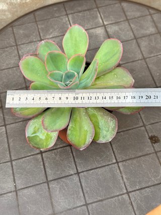 Echeveria Green Pacific Suculenta