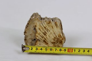 Madera Petrificada Fósil Xilopalo