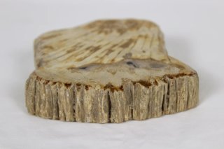 Madera Petrificada Fósil Xilopalo