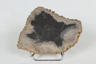 Madera Petrificada Fósil Xilopalo
