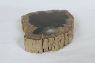 Madera Petrificada Fósil Xilopalo