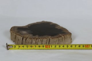 Madera Petrificada Fósil Xilopalo