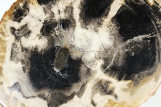 Madera Petrificada Fósil Xilopalo