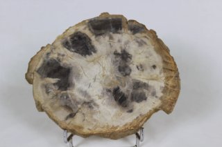 Madera Petrificada Fósil Xilopalo