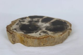 Madera Petrificada Fósil Xilopalo