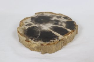Madera Petrificada Fósil Xilopalo