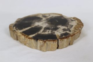 Madera Petrificada Fósil Xilopalo