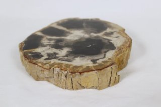 Madera Petrificada Fósil Xilopalo