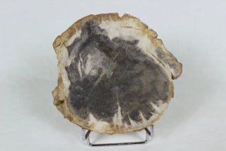 Madera Petrificada Fósil Xilopalo