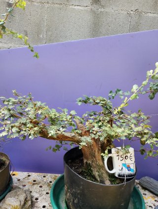 Bonsái Crataegus Monogyna