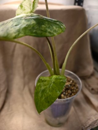 Alocasia Macrorrhiza Splash