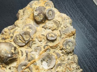 FOSIL DE CRINOIDES (LIRIO DE MAR)