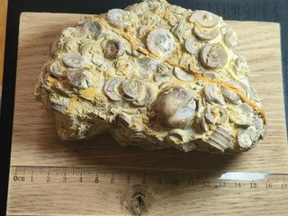 FOSIL DE CRINOIDES (LIRIO DE MAR)