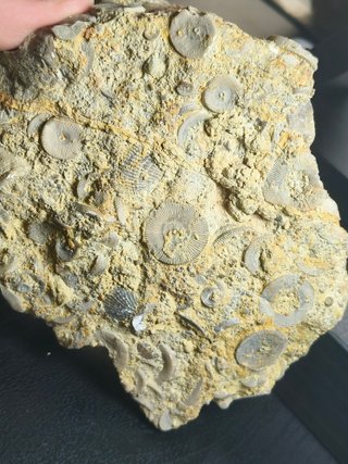 FOSIL DE CRINOIDES (LIRIO DE MAR)