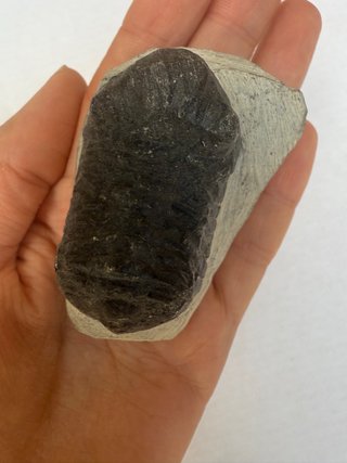 Fósil Trilobites