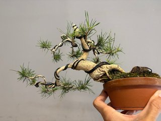 Bonsái Pinus Sylvestris